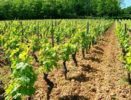 Ferme Des Vignes à Ben Arous