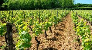 Ferme Des Vignes à Ben Arous